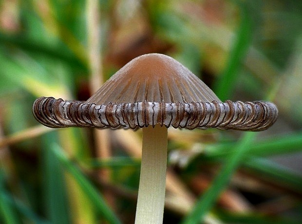 hnojník Coprinus sp.