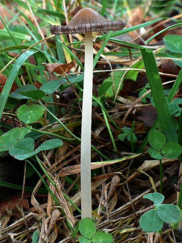 hnojník Coprinus sp.