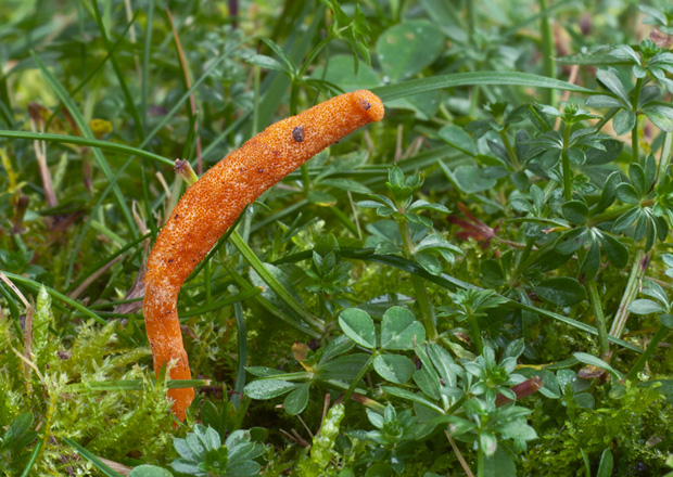 žezlovka hmyzová Cordyceps militaris (Fr.) Link