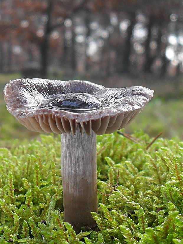 pavučinovec Cortinarius sp.