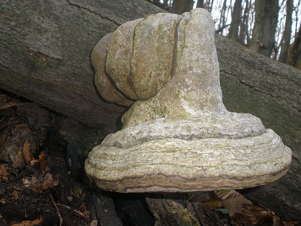 práchnovec kopytovitý Fomes fomentarius (L.) J.J. Kickx