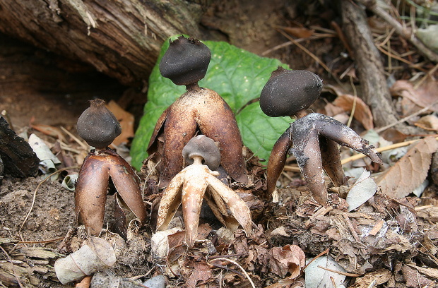 hviezdovka klenbová Geastrum fornicatum (Huds.) Hook.