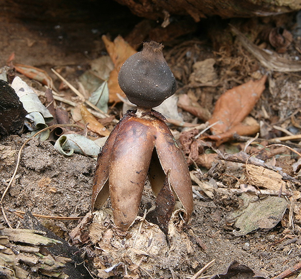 hviezdovka klenbová Geastrum fornicatum (Huds.) Hook.