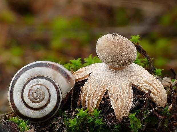 hviezdovka malá Geastrum minimum Schwein.