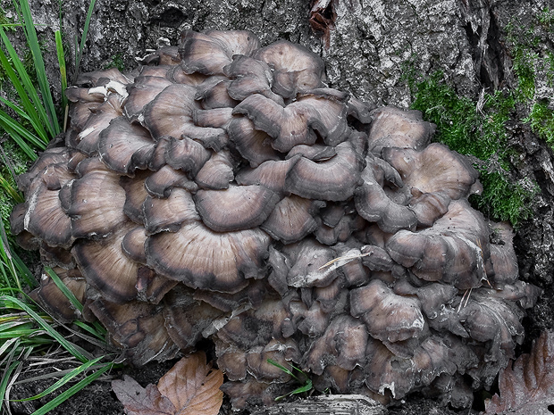 trsovnica lupeňovitá Grifola frondosa (Dicks.) Gray