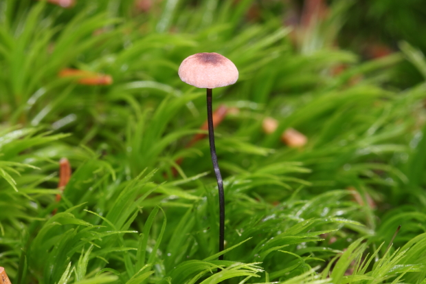 tanečnica čiernohlúbiková Gymnopus androsaceus (L.) Della Maggiora & Trassinelli