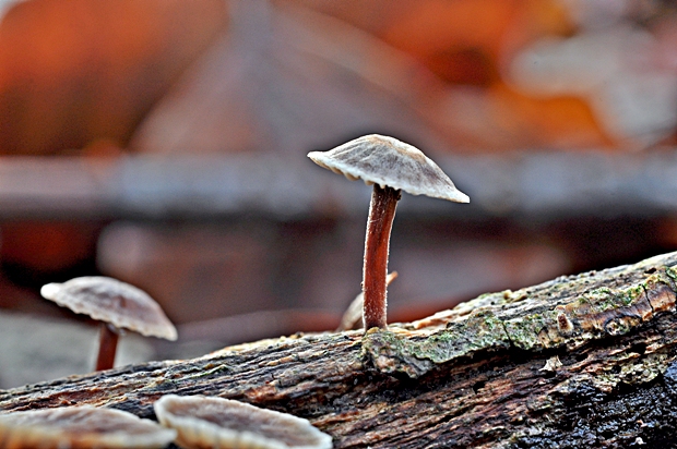 špička smradľavá Gymnopus foetidus (Sowerby) J.L. Mata & R.H. Petersen