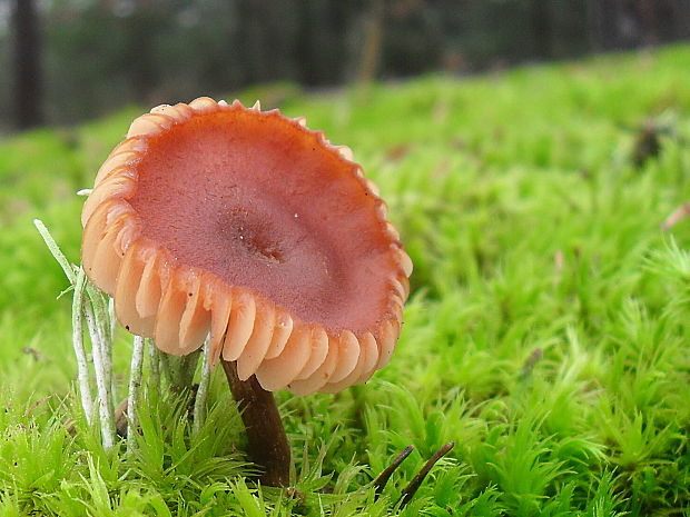 lakovka veľká Laccaria proxima (Boud.) Pat.