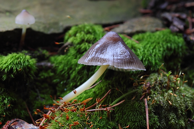 prilbička slizká želatínová Mycena epipterygia var. viscosa (Secr. ex Maire) Ricken