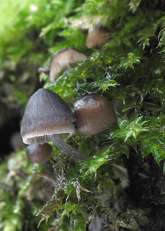 prilbička hnedosivá Mycena tintinnabulum (Paulet) Quél.