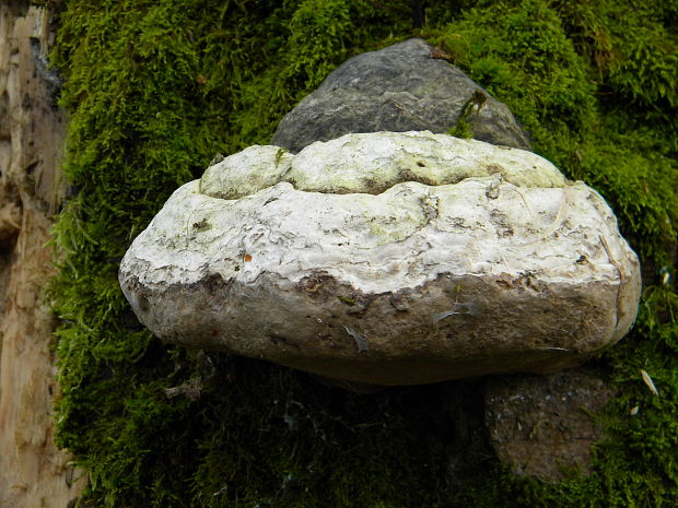 ohňovec obyčajný Phellinus igniarius (L.) Quél.