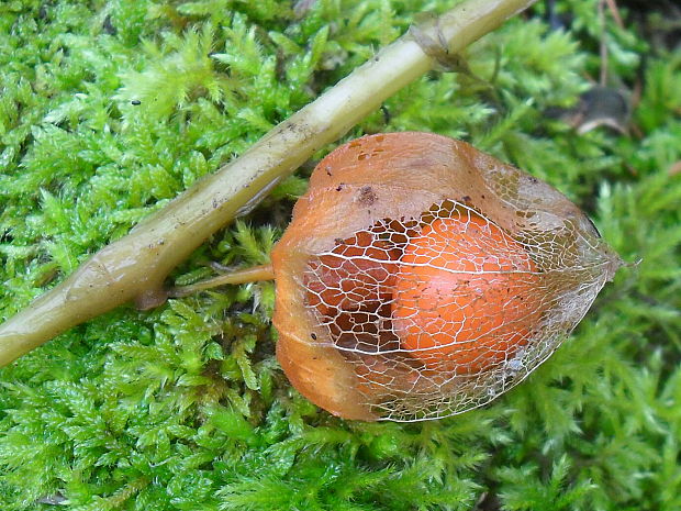 machovka čerešňová Physalis alkekengi L.