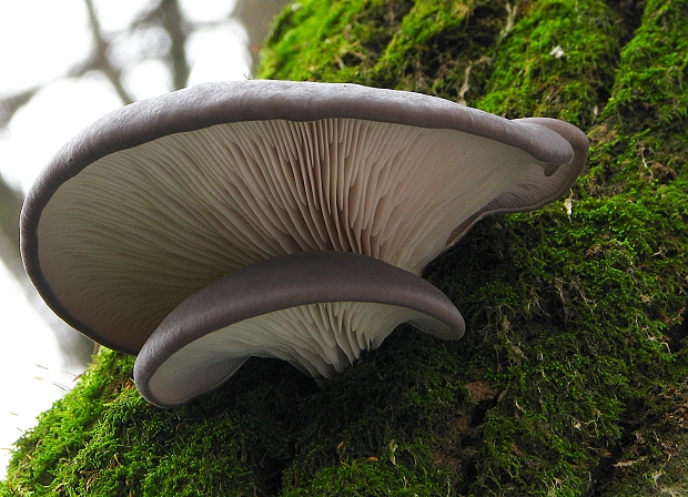 hliva ustricovitá Pleurotus ostreatus (Jacq.) P. Kumm.