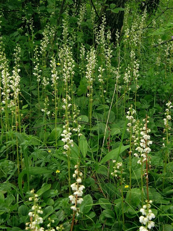 hruštička okrúhlolistá Pyrola rotundifolia L.