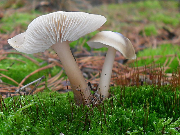 peniazovka maslová Rhodocollybia butyracea (Bull.) Lennox