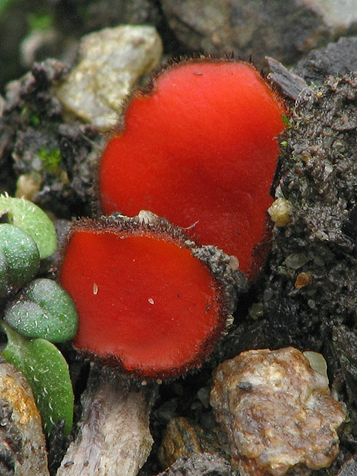 štítovnička Scutellinia sp.