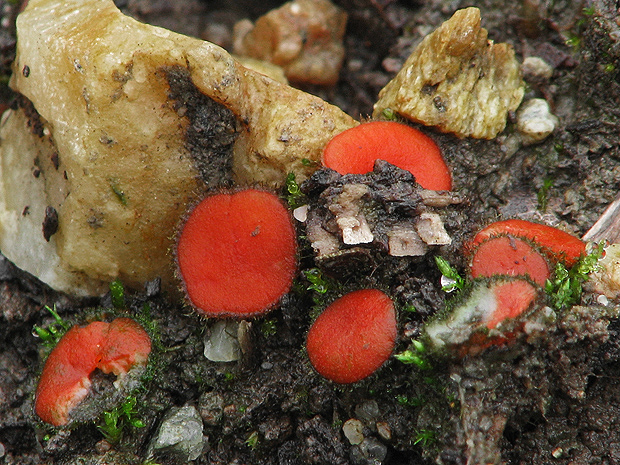 štítovnička Scutellinia sp.