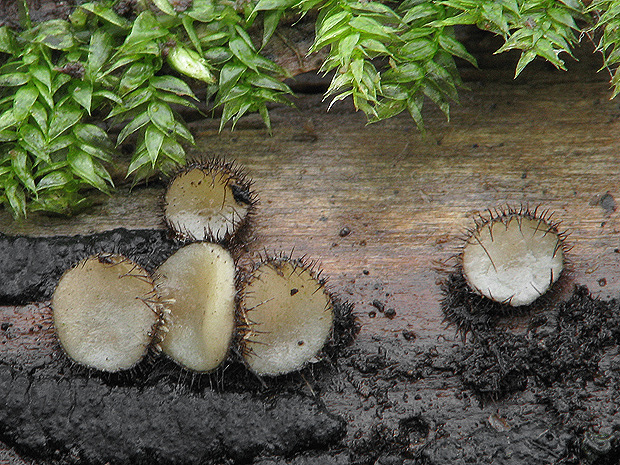 štítovnička Scutellinia sp.