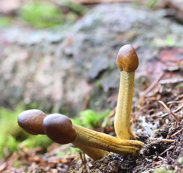 žezlovka hlavičkatá Tolypocladium capitatum (Holmsk.) Quandt, Kepler & Spatafora