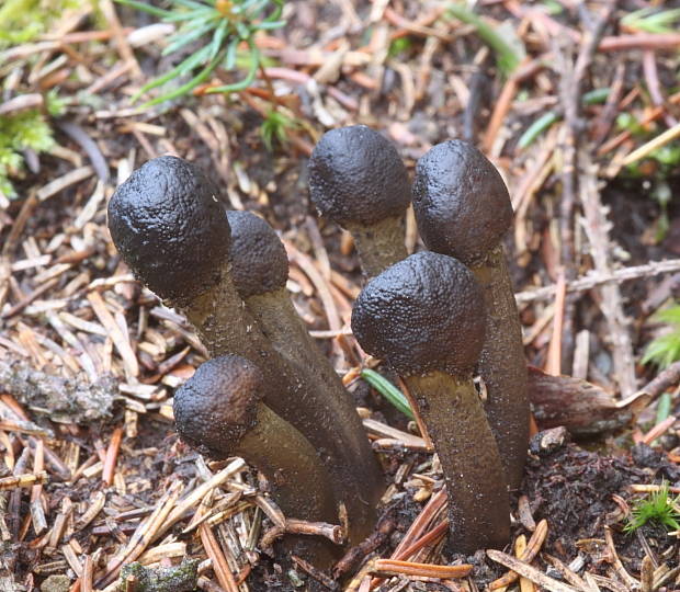 žezlovka hlavičkatá Tolypocladium capitatum (Holmsk.) Quandt, Kepler & Spatafora