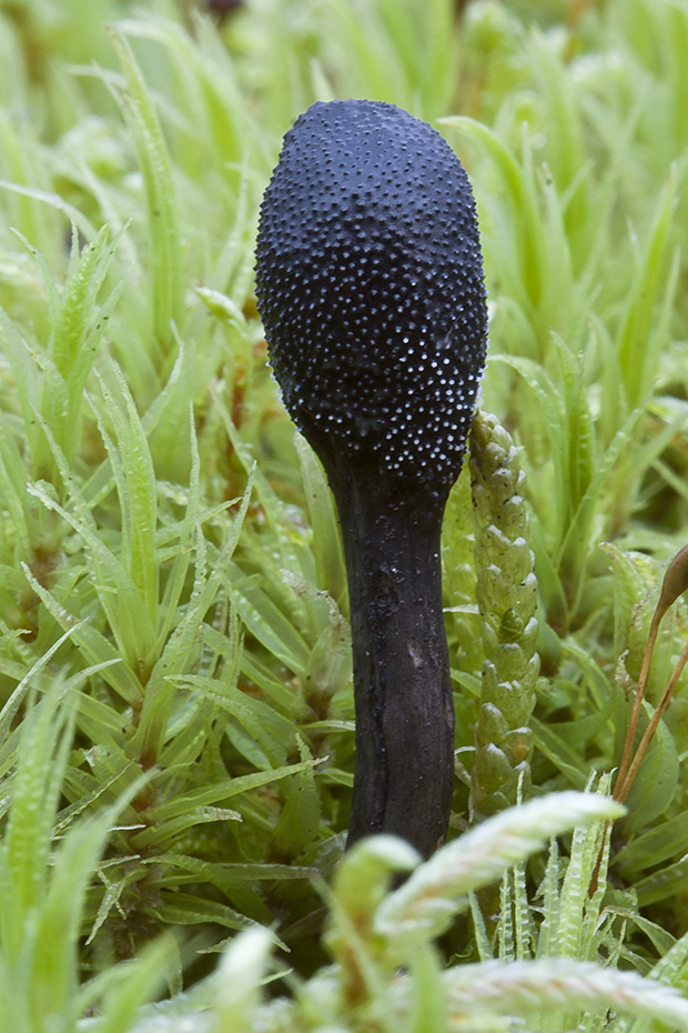 žezlovka srnková Tolypocladium ophioglossoides (J.F. Gmel.) Quandt, Kepler & Spatafora