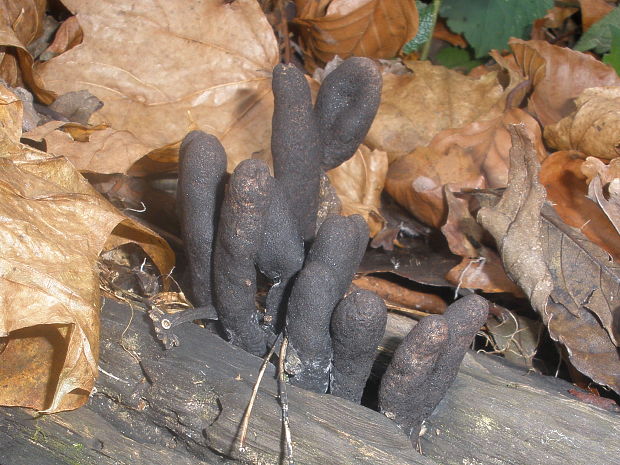 drevnatec štíhly Xylaria longipes Nitschke