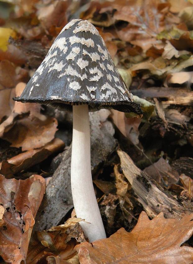 hnojník strakatý Coprinopsis picacea (Bull.) Redhead, Vilgalys & Moncalvo