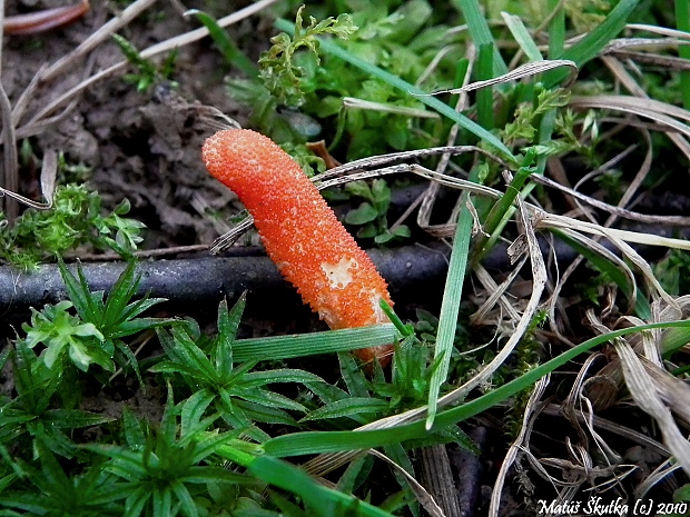 žezlovka hmyzová Cordyceps militaris (Fr.) Link