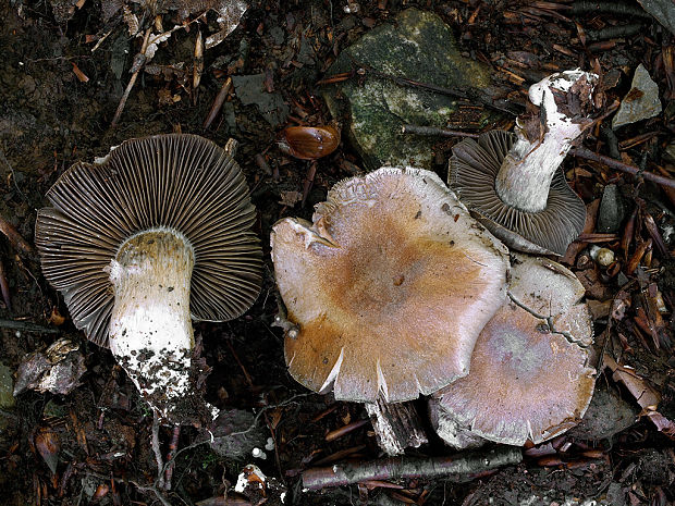 pavučinovec natrhnutý Cortinarius infractus var. clavoides Chevassut & Rob. Henry