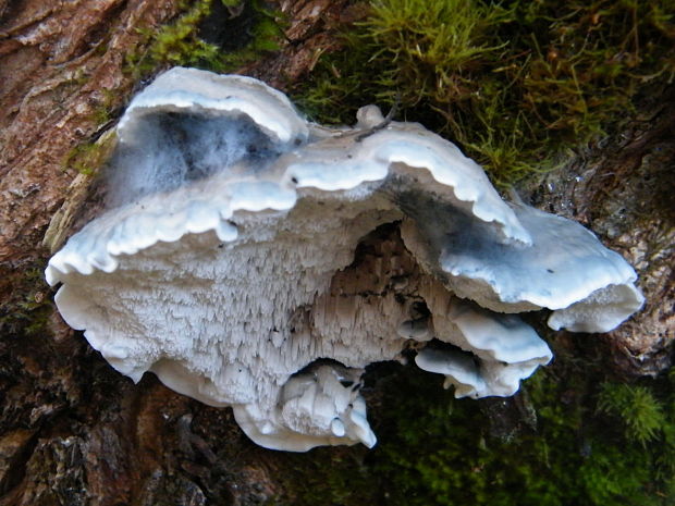 šťavnatec modrastý Cyanosporus caesius (Schrad.) McGinty