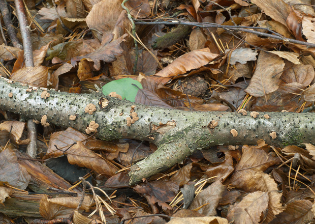 dutinovka otrubnatá Encoelia furfuracea (Roth) P. Karst.