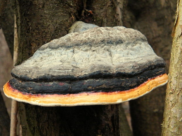 práchnovček pásikavý Fomitopsis pinicola (Sw.) P. Karst.