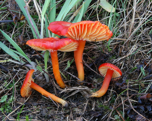 lúčnica šarlátová Hygrocybe coccinea (Schaeff.) P. Kumm.