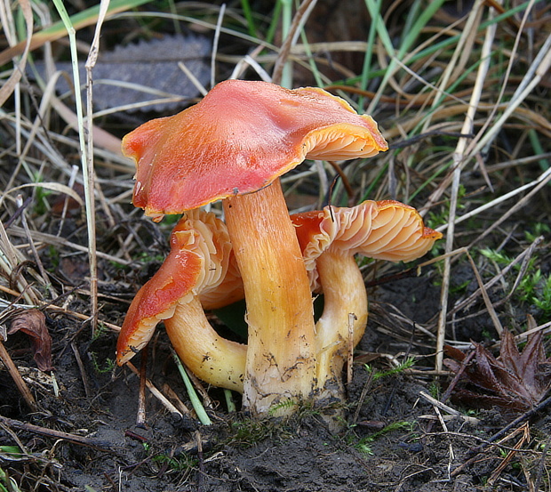 lúčnica granátovočervená Hygrocybe punicea (Fr.) P. Kumm.