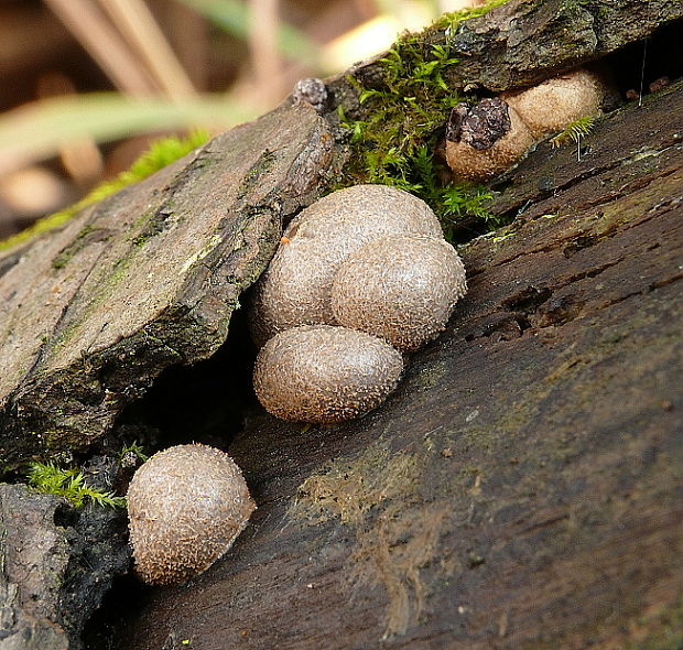 vlčinka červená Lycogala epidendrum (J.C. Buxb. ex L.) Fr.