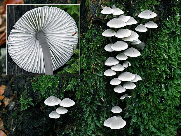 prilbička olivovožltá Mycena arcangeliana Bres.