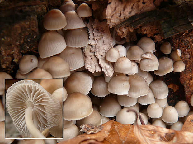 prilbička Mycena sp.