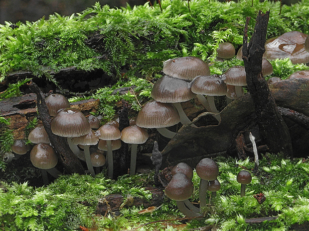 prilbička hnedosivá Mycena tintinnabulum (Paulet) Quél.