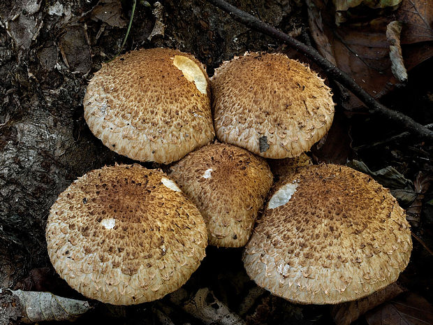 šupinovka šupinatá Pholiota squarrosa (Vahl) P. Kumm.