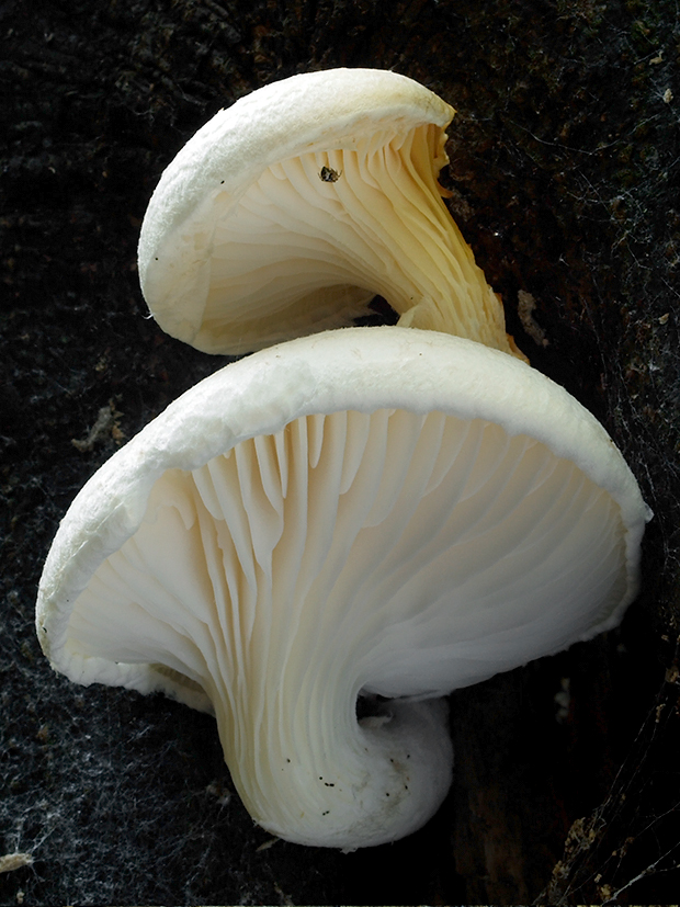 hliva dubová Pleurotus dryinus (Pers.) P. Kumm.