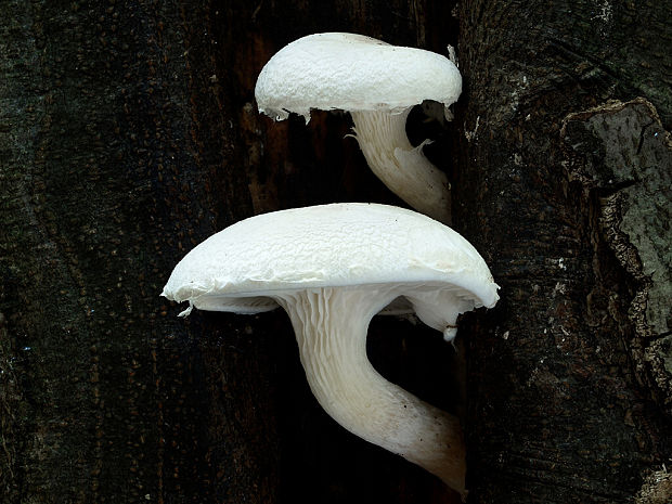 hliva dubová Pleurotus dryinus (Pers.) P. Kumm.