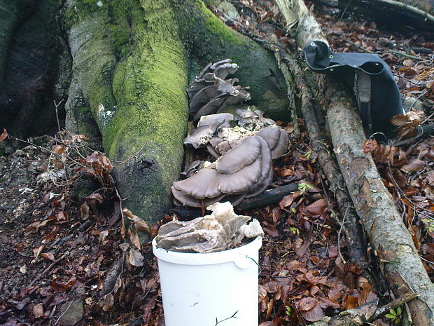 hliva ustricovitá Pleurotus ostreatus (Jacq.) P. Kumm.