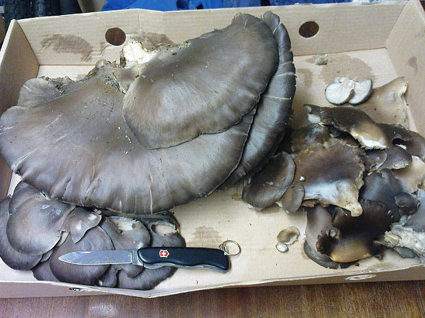 hliva ustricovitá Pleurotus ostreatus (Jacq.) P. Kumm.