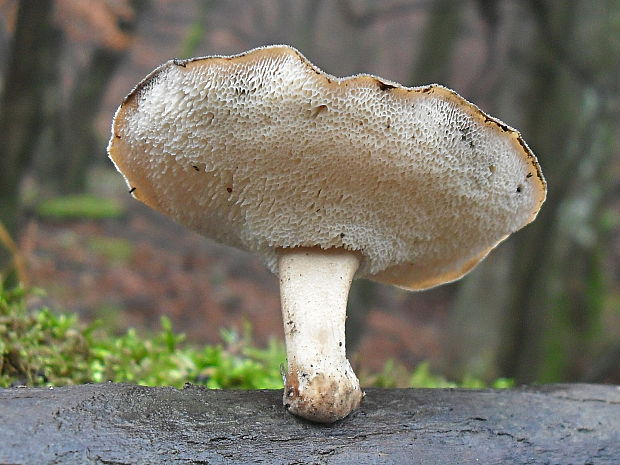 trúdnik Polyporus sp.