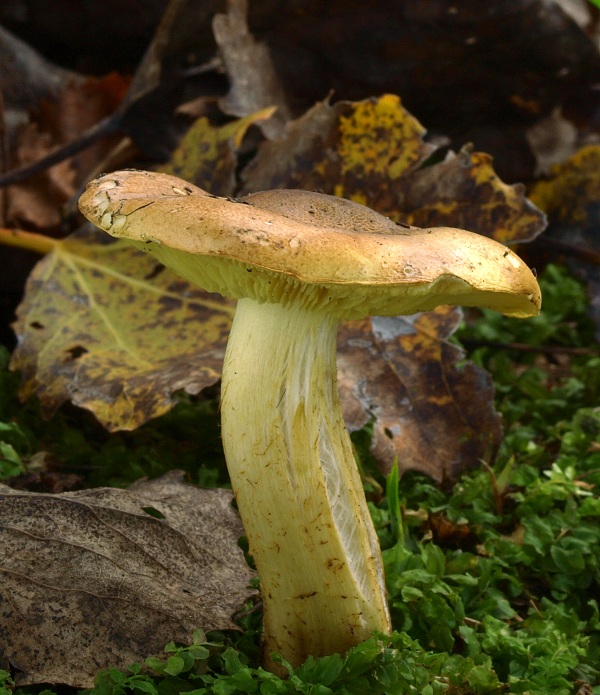 čírovka osiková Tricholoma frondosae Kalamees & Shchukin