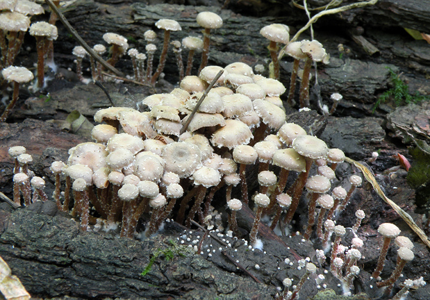 smeťovka poprášená Tubaria conspersa (Pers.) Fayod