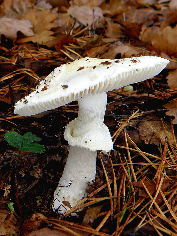 muchotrávka končistá Amanita virosa Bertill.