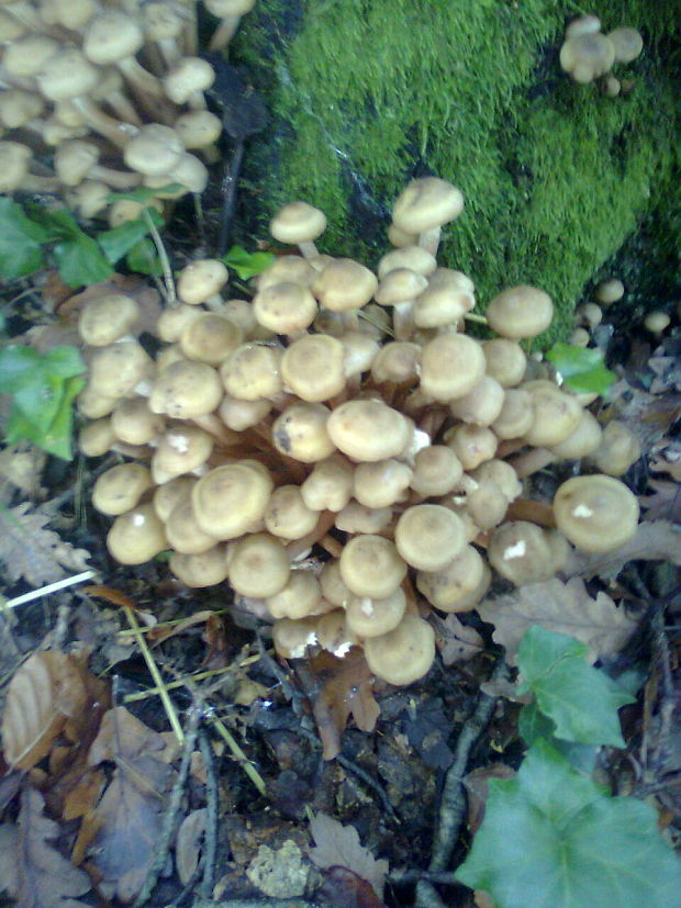 podpňovka Armillaria sp.