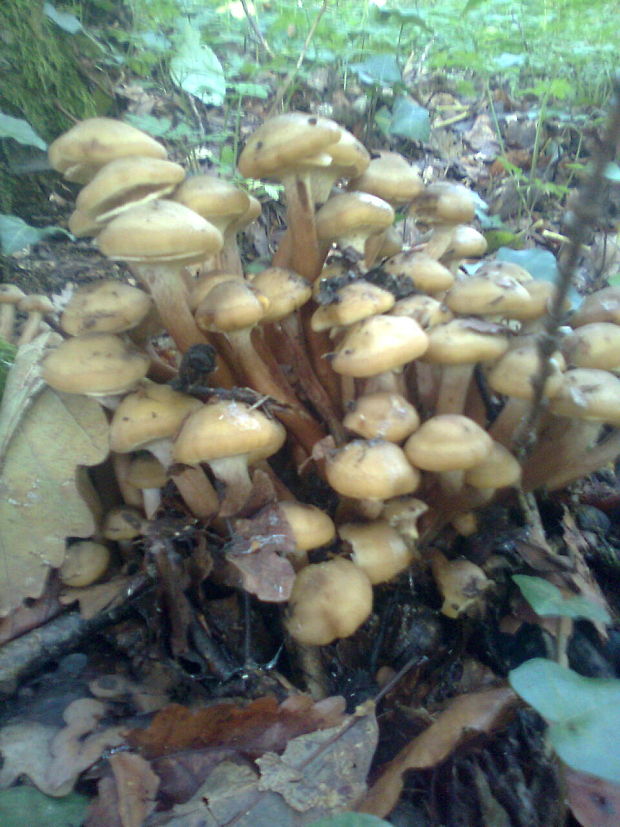 podpňovka Armillaria sp.