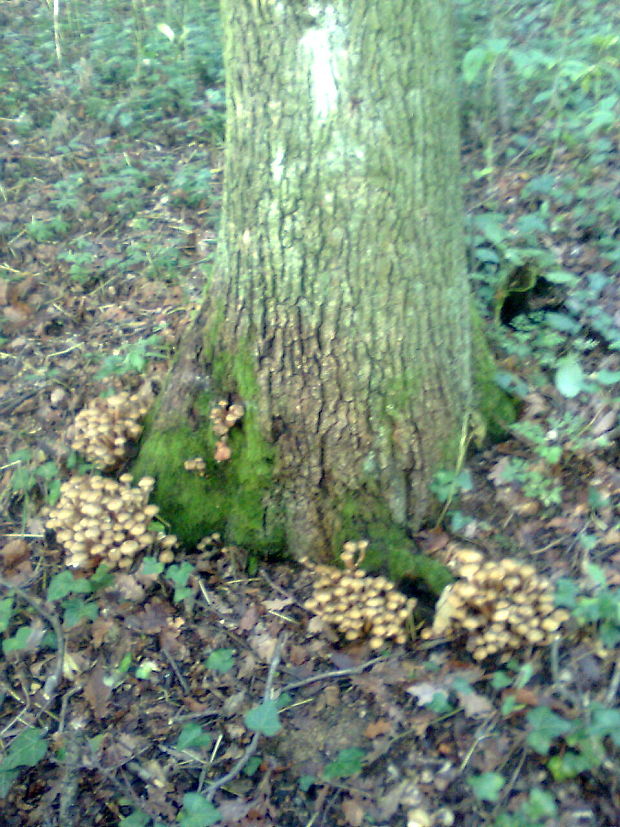 podpňovka Armillaria sp.